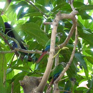 Inside the walkthrough aviary
