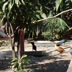Inside the walkthrough aviary