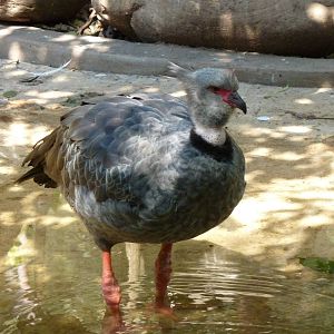 Southern screamer