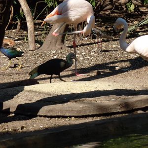 Inside the walkthrough aviary