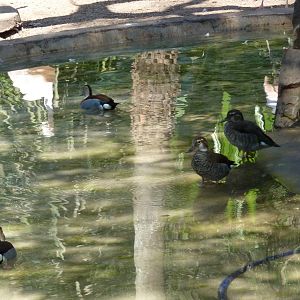 Inside the walkthrough aviary