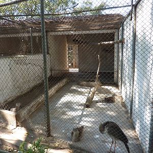 Red-legged seriema enclosure