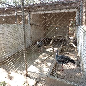 Southern screamer enclosure