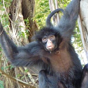 Escaped spider monkey