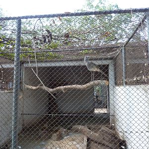 Black-legged seriema enclosure