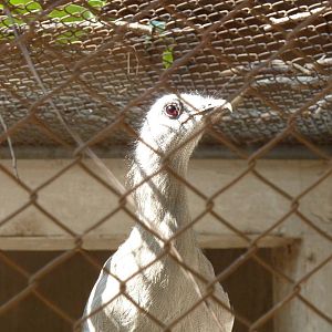 Black-legged seriema
