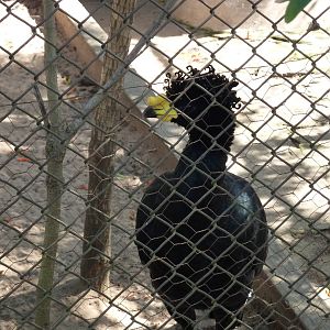 Yellow-knobbed curassow