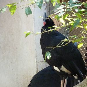 Southern helmeted curassow