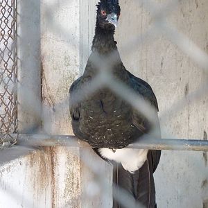 Yellow-knobbed curassow