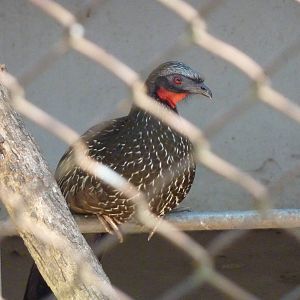 Spix's guan