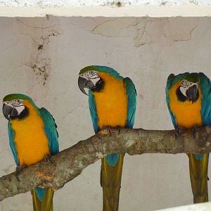 Blue-and-gold macaws