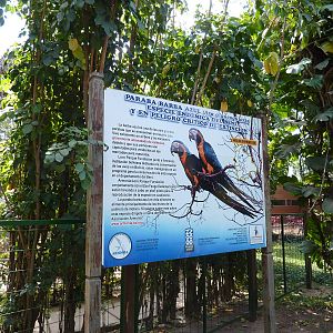 Blue-throated macaw sign