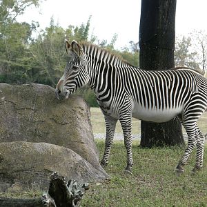 grevys zebra