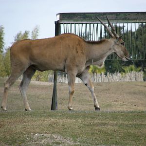 eland