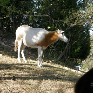 scimitar horned oryx
