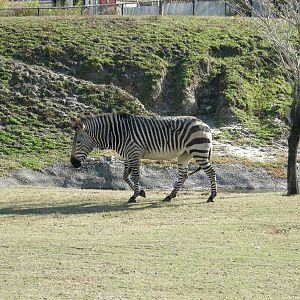 mountain zebra