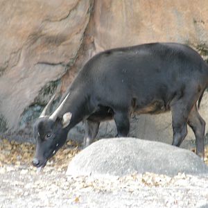 lowland anoa