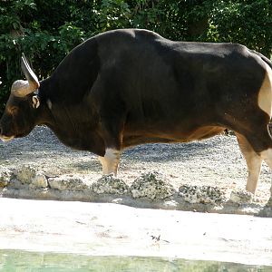 banteng