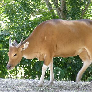 banteng