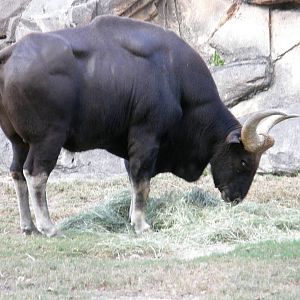 gaur