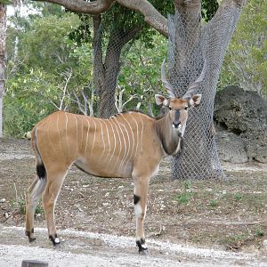 giant eland