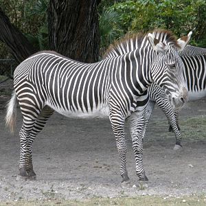 grevys zebra