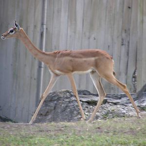 gerenuk
