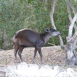 yellow backed duiker