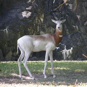 addra gazelle