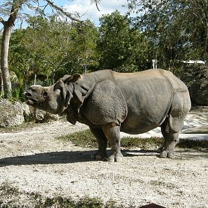 indian rhino