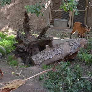 Maned Wolf