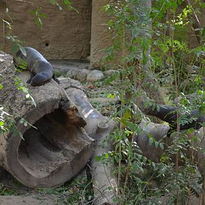 Giant Otters