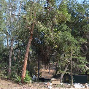 Cape Griffon Vulture Aviary