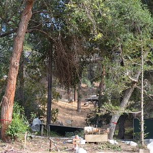 Cape Griffon Vulture Aviary