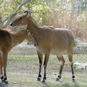 nilgai