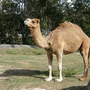 dromedary camel