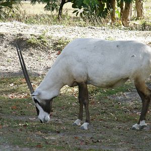 arabian oryx