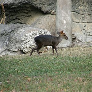 black duiker