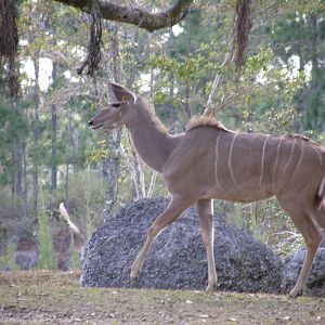 greater kudu