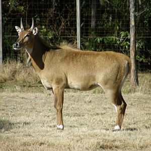 nilgai