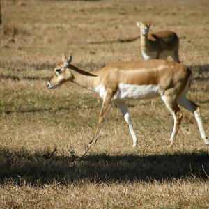blackbuck