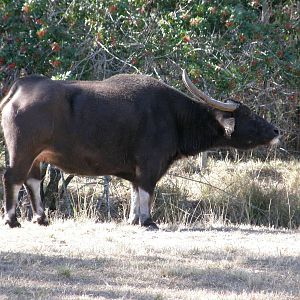 asian waterbuffalo