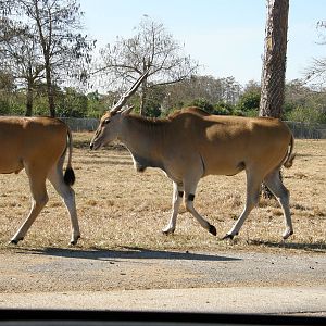 common eland