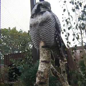 Northern Hawk Owl (Surina ulula)