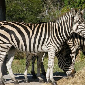 grabt zebra