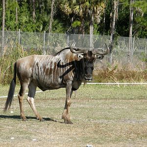 wildebeest
