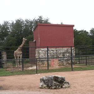 Giraffes