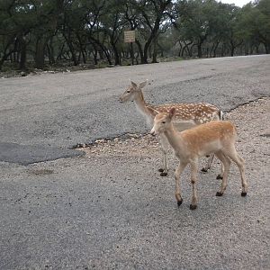 Fallow Deer