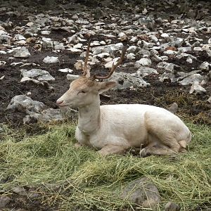 Fallow Deer
