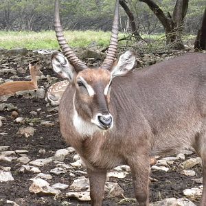 Common Waterbuck